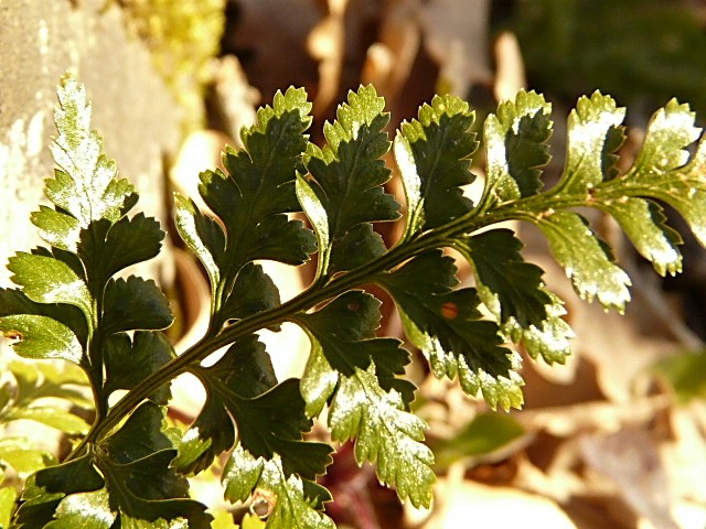 Asplenium cfr. adiantum-nigrum